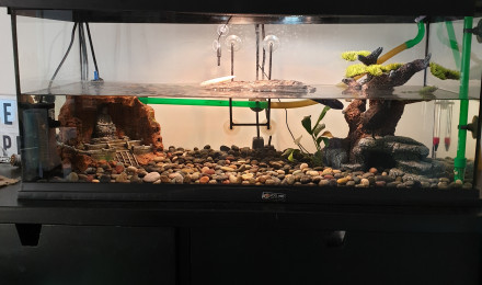 aquarium Yoda