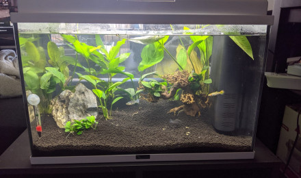 aquarium Guppy et company