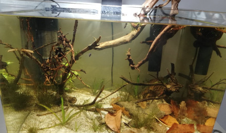 aquarium 55L Amazonie