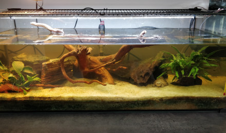 aquarium Tortue