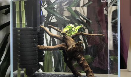 aquarium 30L - Crevettes