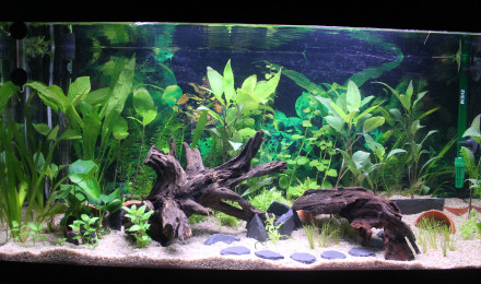 aquarium Aqua 01