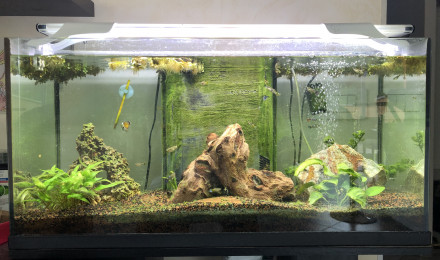 aquarium Bac Principal