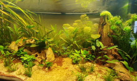 aquarium Corydoras Sterbai