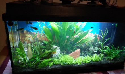 aquarium Principal 120L