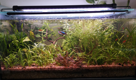 aquarium Betta azur