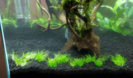 aquarium Bac crevettes