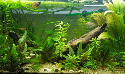aquarium Premier bac