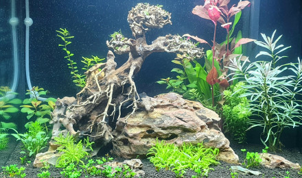 aquarium Juwel Lido 120