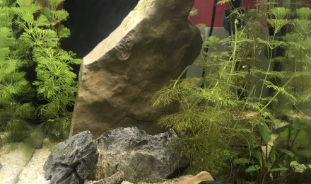 aquarium Bac a Betta 30L