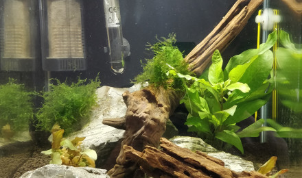 aquarium Nano