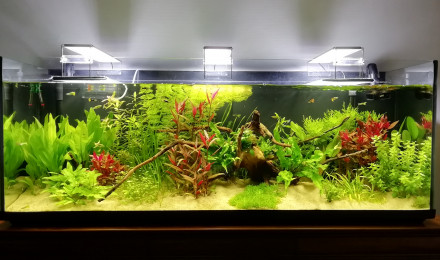 aquarium Salon