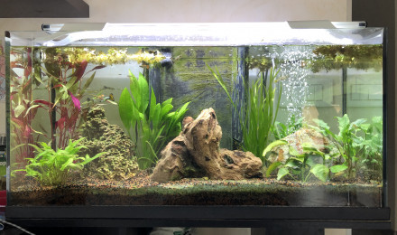 aquarium Bac Principal