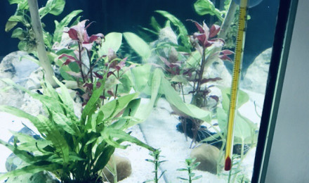 aquarium 120 L