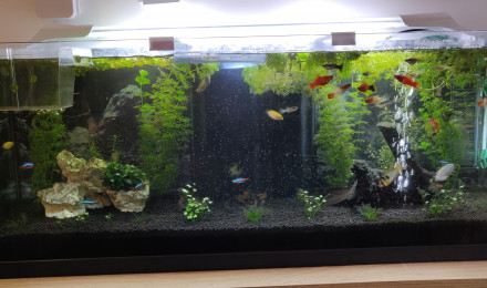 aquarium Principal