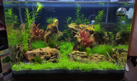 aquarium Neocaridina blue velvet