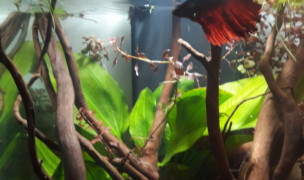 aquarium Le Loft de Maurice