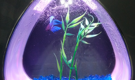 aquarium Mon combatant