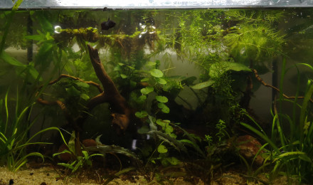 aquarium Low tech betta F
