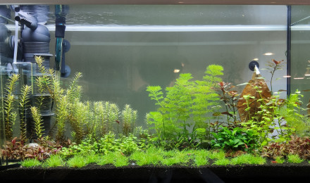 aquarium Crevettes 126L