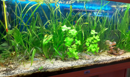 aquarium Bac communautaire