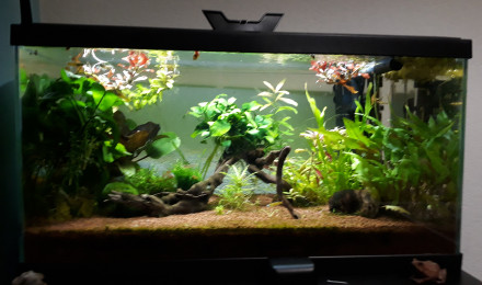 aquarium First