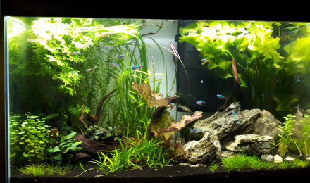 aquarium Minorg