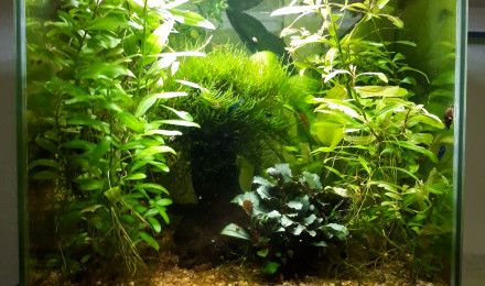 aquarium Crecre low tech