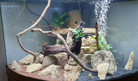 aquarium Aquarium yoann