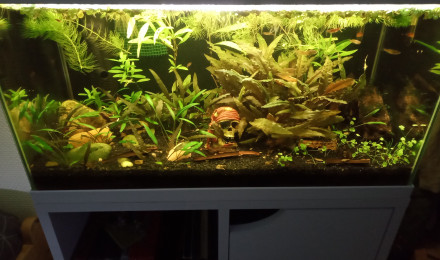 aquarium 50 litres asiatique