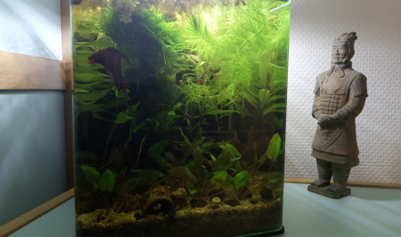 aquarium 20 L Betta