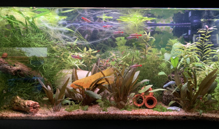 aquarium Low tech 60l