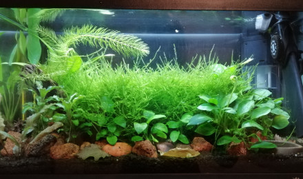 aquarium Nano 20 litres