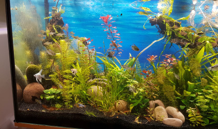 aquarium 450l