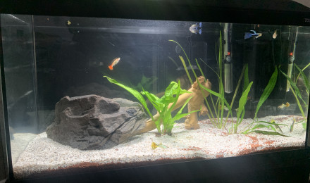 aquarium Aquarium guppys