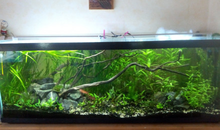 aquarium Bac Australo-Asiatique