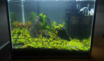 aquarium Neocaridina rili red