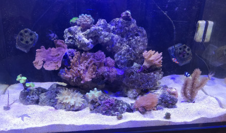 aquarium Red sea reefer 250