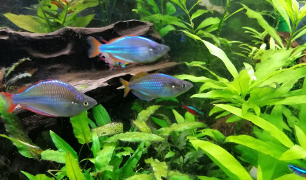 aquarium Amazonien