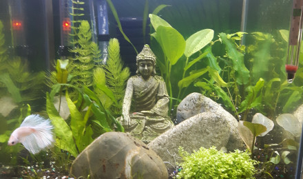 aquarium Aquascaping betta blanc