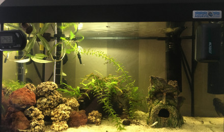 aquarium petit aquarium 40L neursery ou hopital