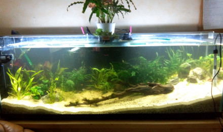 aquarium Bac Amérique du Sud