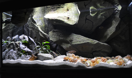 aquarium Tanganyika 250