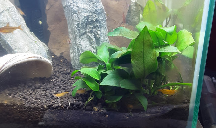 aquarium Bac à crevettes