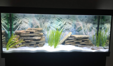 aquarium Tanganyika
