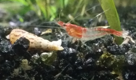 aquarium Aquarium 20 l