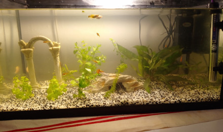 aquarium casa