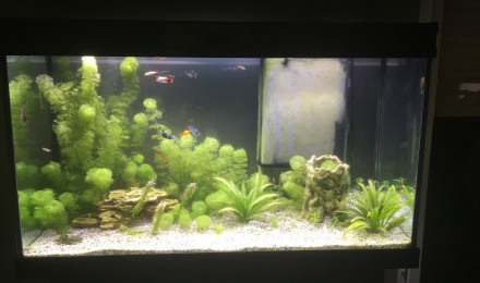 aquarium Biotope communautaire