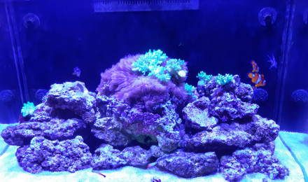 aquarium REDSEA Max 260