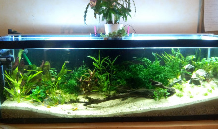 aquarium Bac Amérique du Sud
